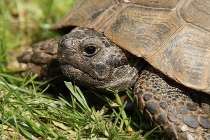 Grundsätzliches zur Haltung von Schildkröten • Die Schildkröten-Farm