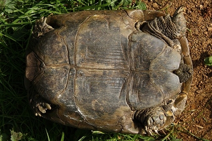 Die Maurische Landschildkröte Testudo Graeca – Die Schildkröten-Farm